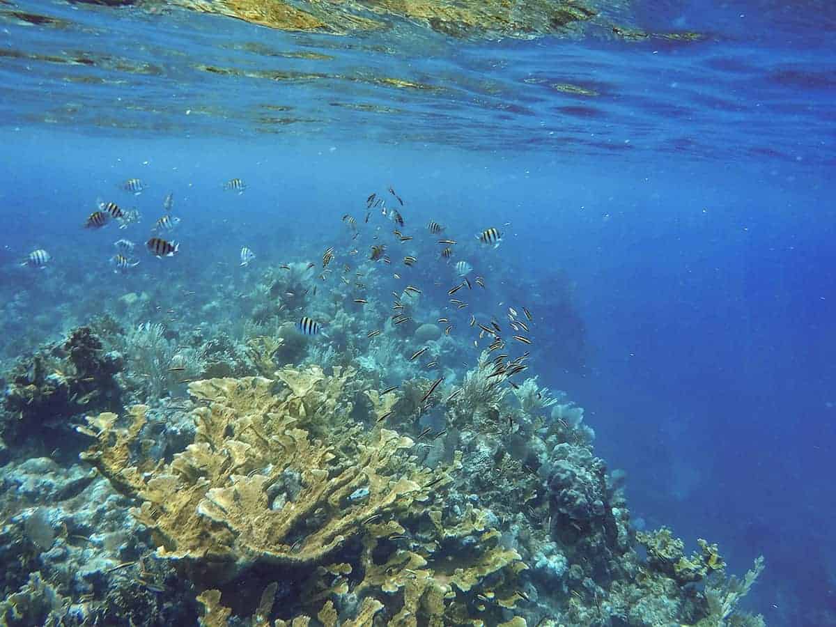 many fish around the corals at the blue channel in roatan