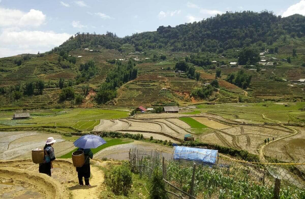 trekking in sapa over the rice terraces