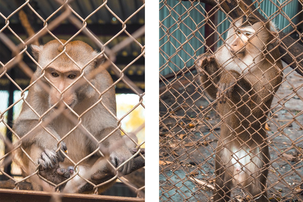 Discover Lan Ha Bay | Cheap Ha Long Bay Cruise | Cat Ba Island | Adventure | Backpack South East Asia | Travel | Backpacking | Must Visit | Do Not Miss | Vietnam | Ha Long Bay Cruise | Cat Ba Island | Cat Ong Island | Ocean Tours | Adventure | Photography | Backpackers Wanderlust | #vietnam #halongbay #cocktailcruise #hanoi #budgetcruisehalongbay #backpacksoutheastasia #catbaisland #catongisland