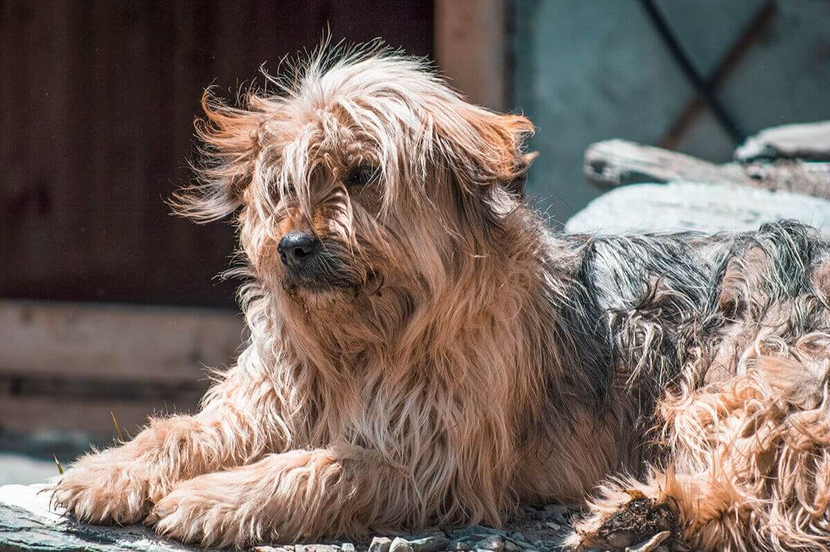Day 5: Chame To Upper Pisang On The Annapurna Circuit 22 windy dog chame to upper pisang annapurna circuit
