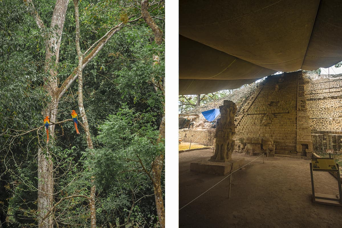 Copan Mayan Ruins: BEST Tips For Visiting In 2025 17 the impressive hieroglyphic stairway at the copan mayan ruins