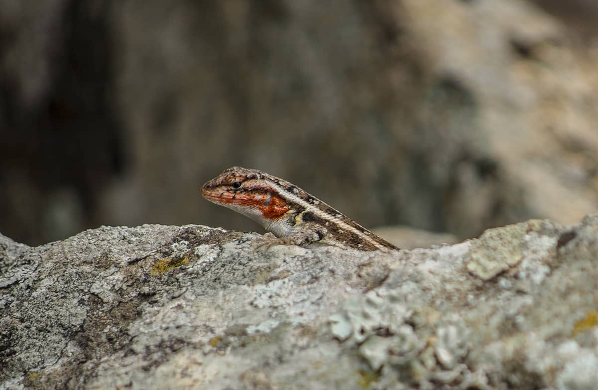 Copan Mayan Ruins: BEST Tips For Visiting In 2025 25 a little lizard sun bathring on the rocks at the copan mayan ruins