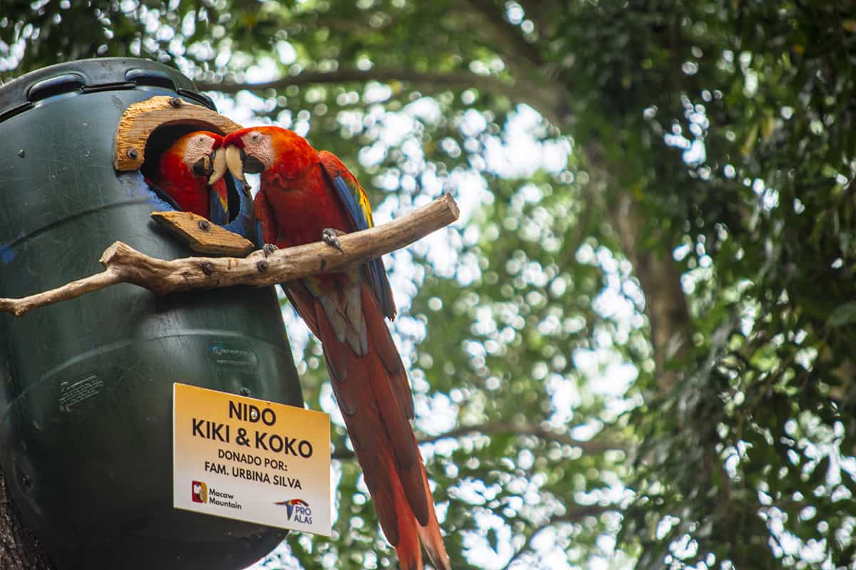 Copan Mayan Ruins: BEST Tips For Visiting In 2025 8 a bonded pair of macaws in their nesting box at the copan mayan ruins