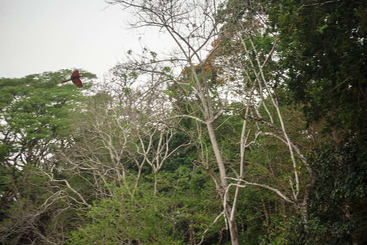 Copan Mayan Ruins: BEST Tips For Visiting In 2025 6 a macaw flying over the great plaza at the copan ruins