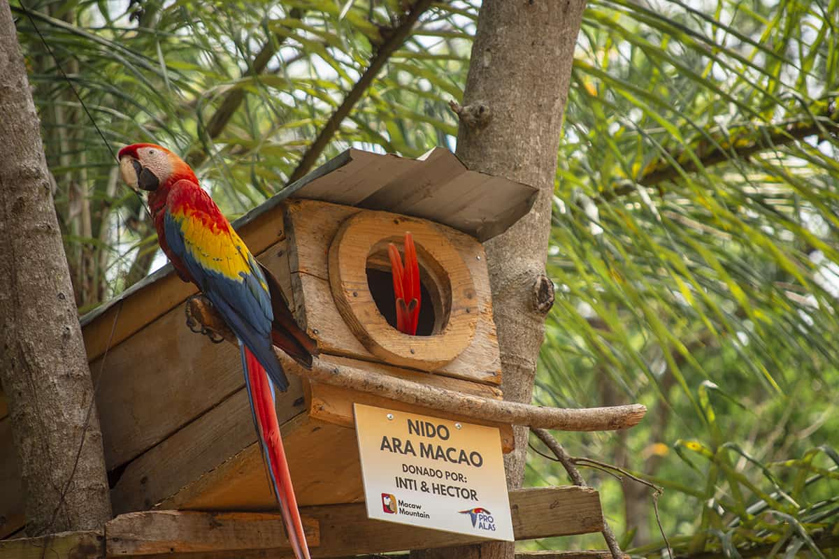 Copan Mayan Ruins: BEST Tips For Visiting In 2025 30 a macaw tail sticking out of the nesting box while the other one stands guard at the copan ruins