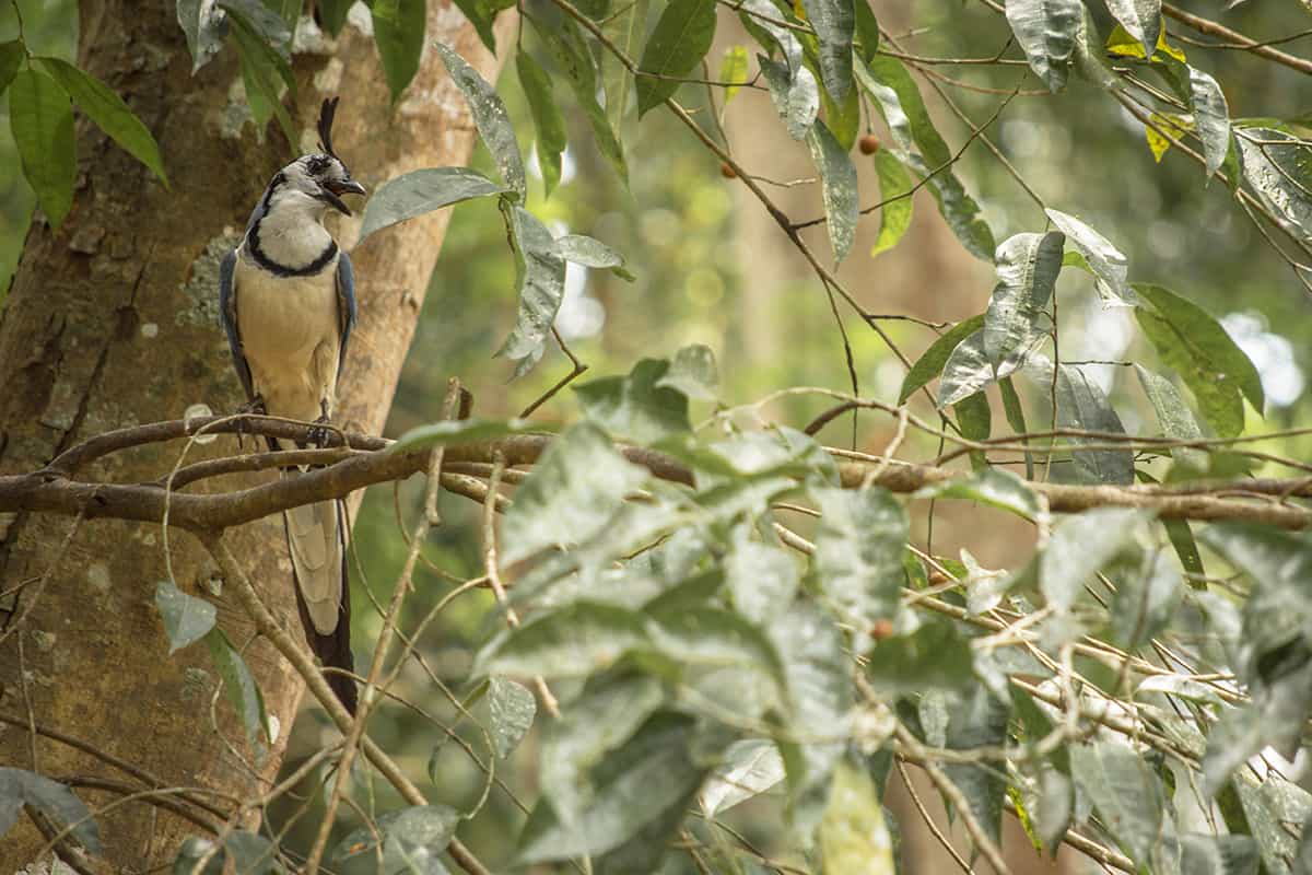 Copan Mayan Ruins: BEST Tips For Visiting In 2025 21 a noisy white throated magpie jay in the trees at the copan mayan ruins