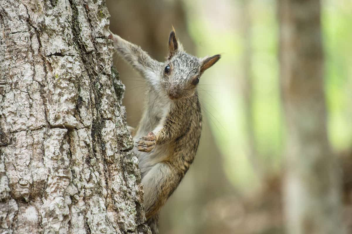 Copan Mayan Ruins: BEST Tips For Visiting In 2025 20 a cheeky squirrel wanting for a moment to steal the food on the platforms at the copan ruins