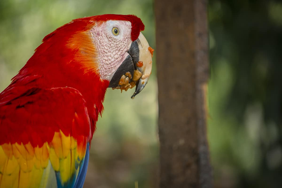 Copan Mayan Ruins: BEST Tips For Visiting In 2025 19 a cheeky macaw having its breakfast when we first arrived at the park