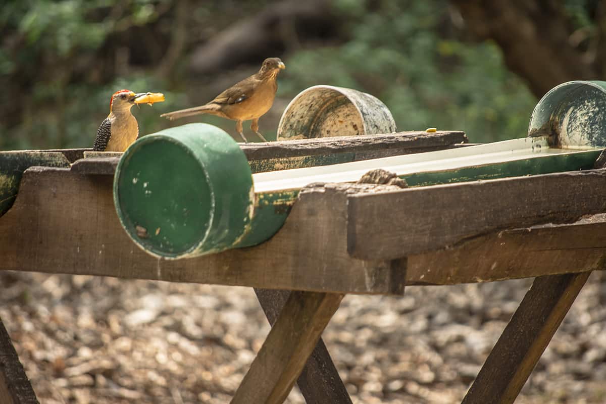 Copan Mayan Ruins: BEST Tips For Visiting In 2025 10 its not just the macaws the visit for breakfast, you will find plenty of other animals as well such as these birds