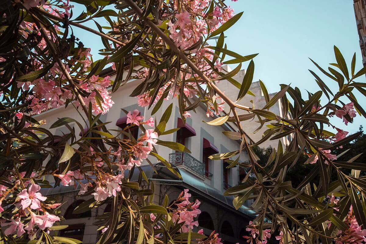 pink flowers in athens cost to travel greece