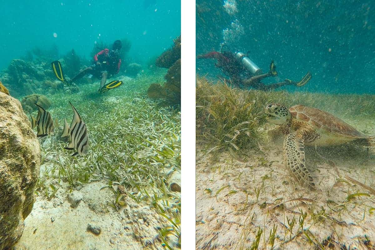 a pair of angelfish hanging around the rocks // a resting turtle munching on sea grass at hol chan marine reserve