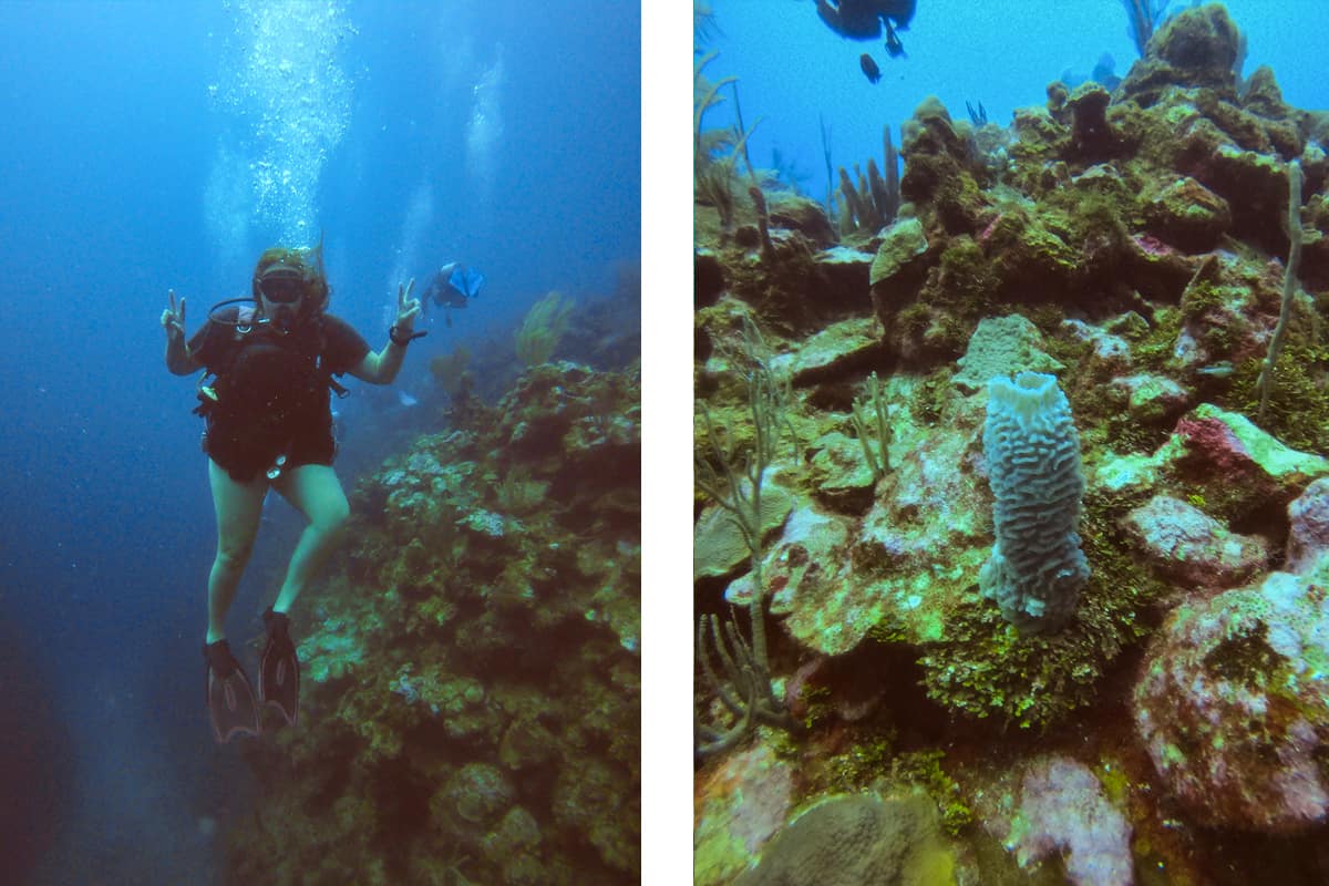 throwing a quick peace sign at the mayan princess dive site // some coral that nearly appeared to be glowing