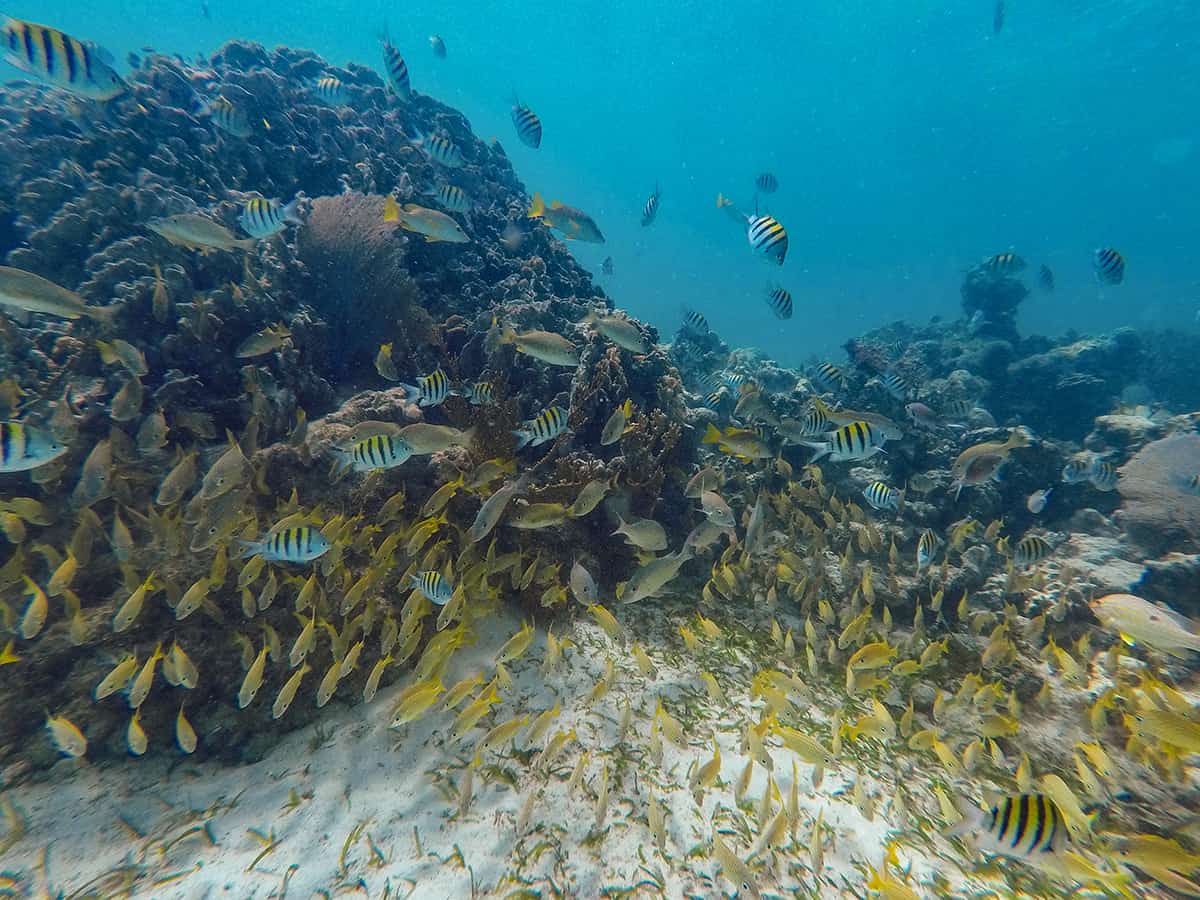 some of the small fish life you can see while diving in ambergris caye