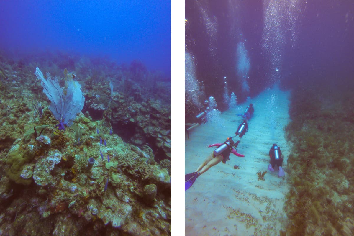 a beautiful purple sea fan // swimming down one of the wide canyons in the tuffy canyon dive site