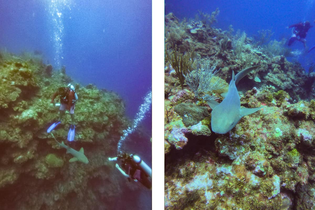 a friendly nurse shark hanging out with us at tuffy canyon while diving in ambergris caye