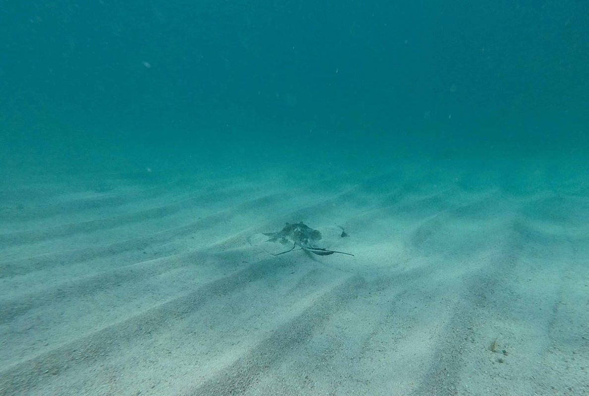 a southern stingray half covered in sand while diving in ambergris caye
