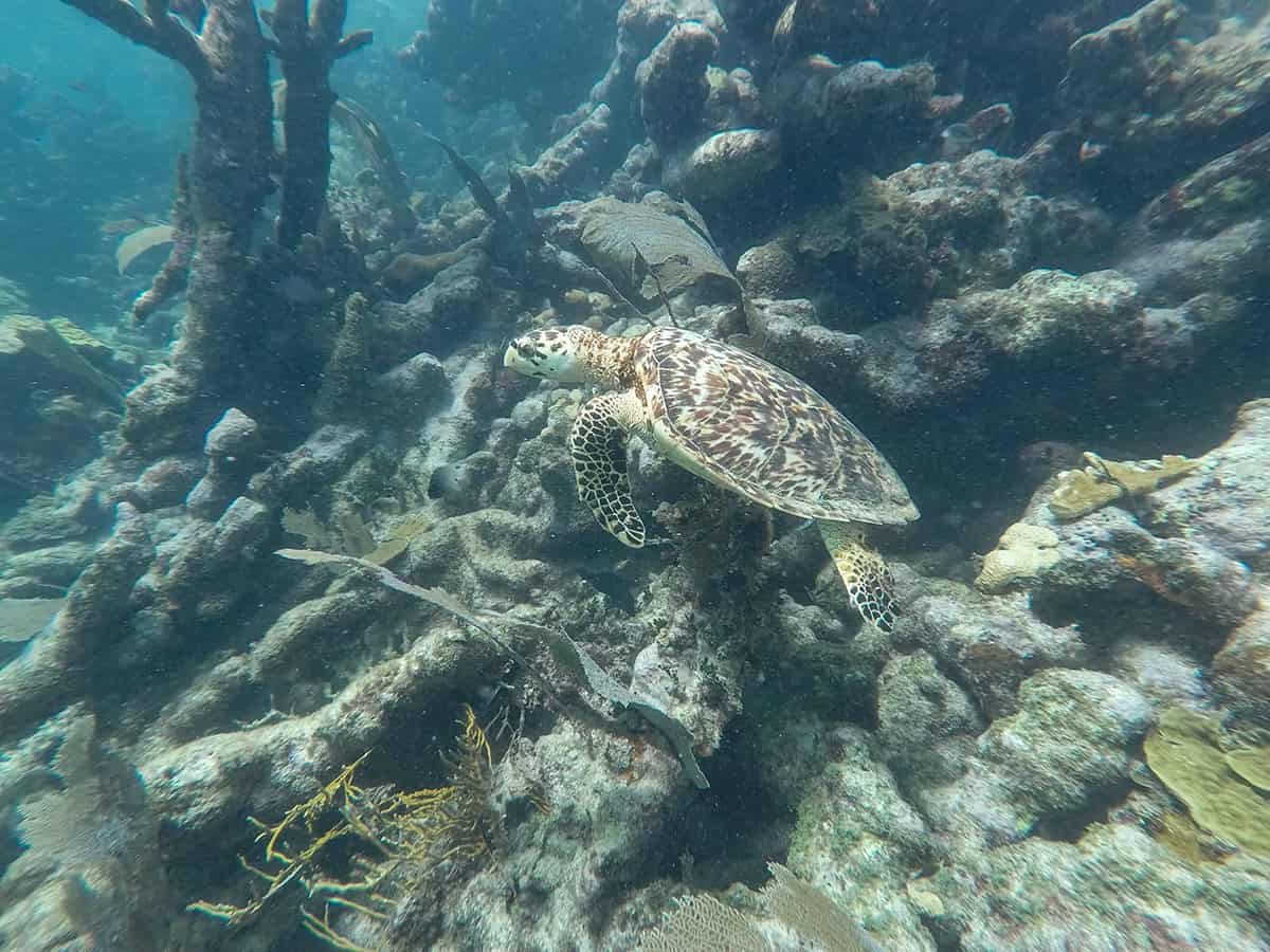 a beautiful turtle we discovered while diving tuffy cut