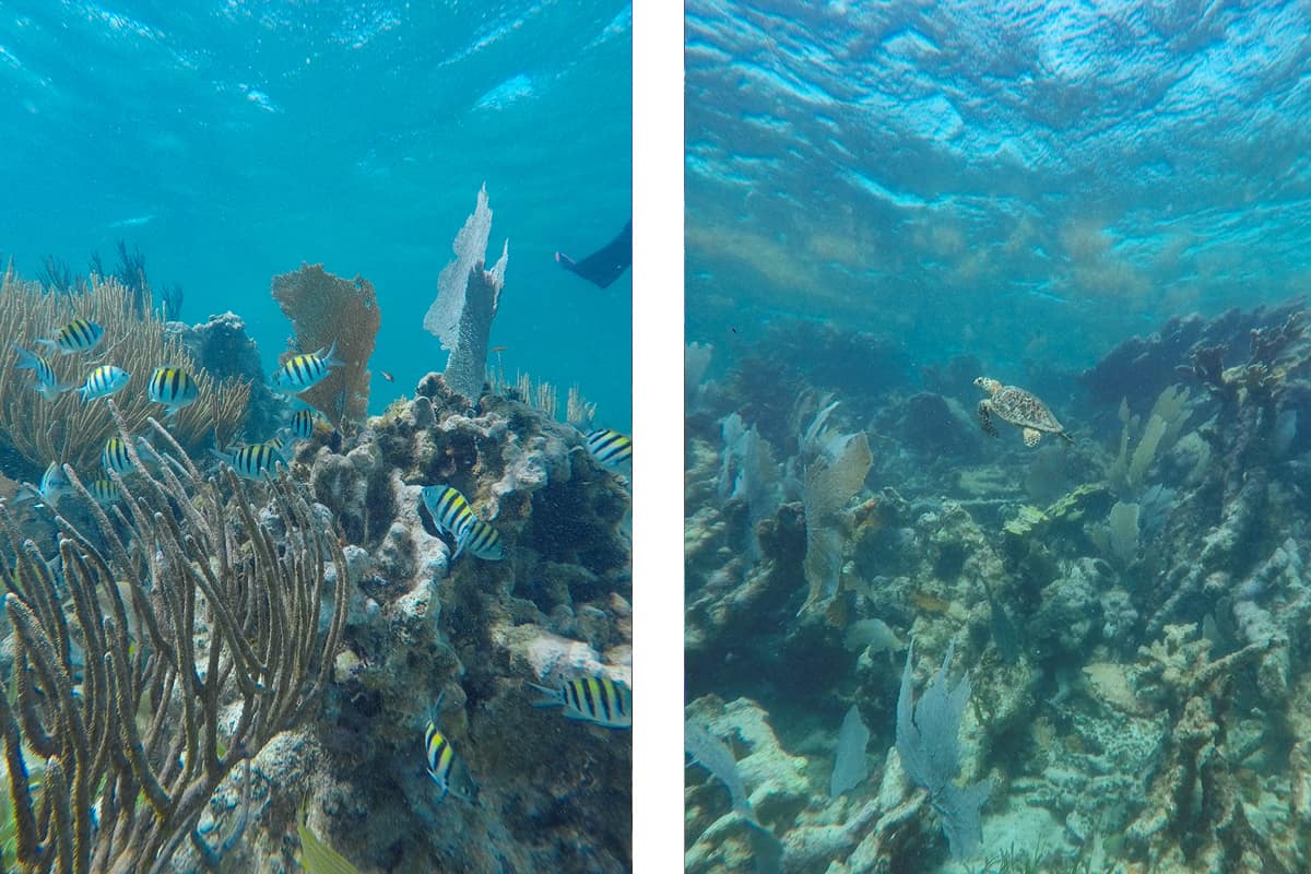 the incredible reef system while diving tuffy cut in ambergris caye