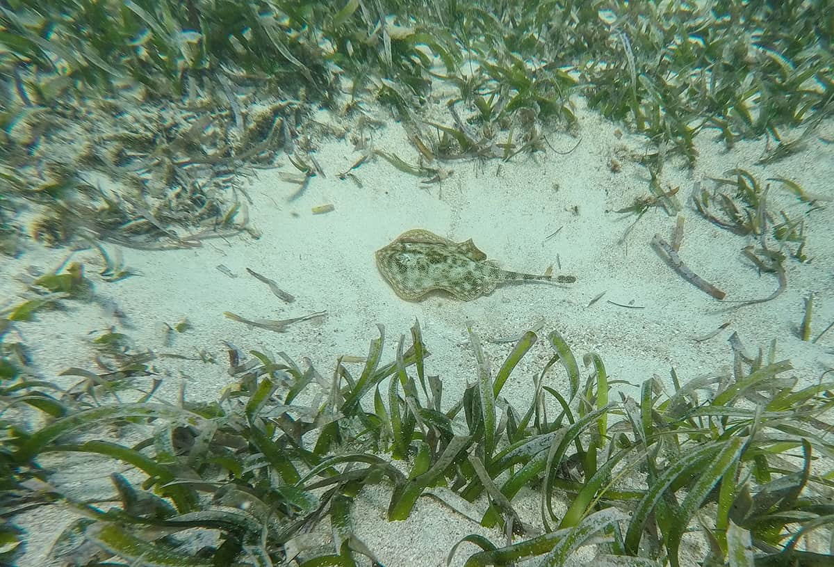 a small yellow stingray hanging out in the sea grass while diving in ambergris caye