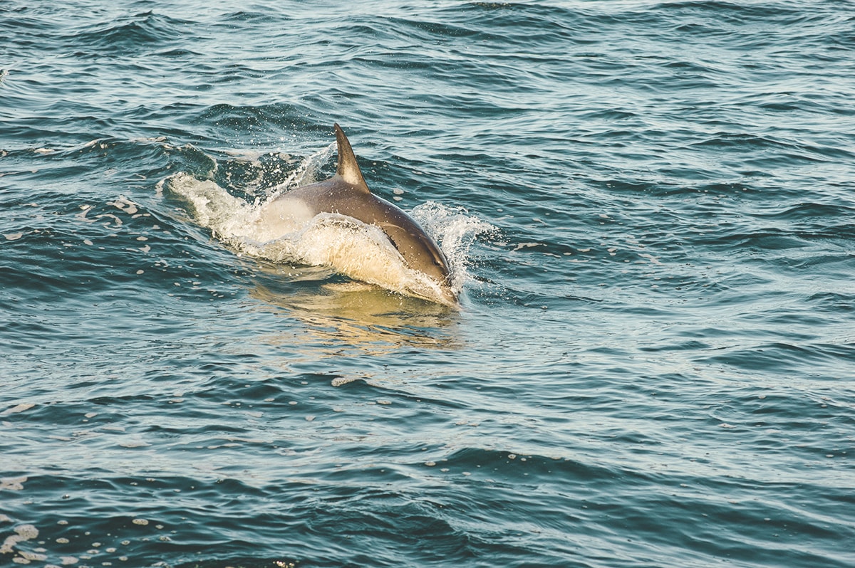 Explore White Island, New Zealand | New Zealand's Most Active Volcano | Whakatane | North Island | Backpack New Zealand | Travel | Backpacking | Surlphur | Geothermal | Amazing landscapes | Photography | Backpackers Wanderlust |