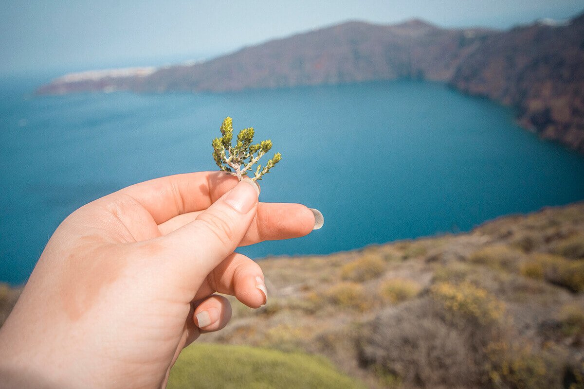 wild rosemary growing on santorini