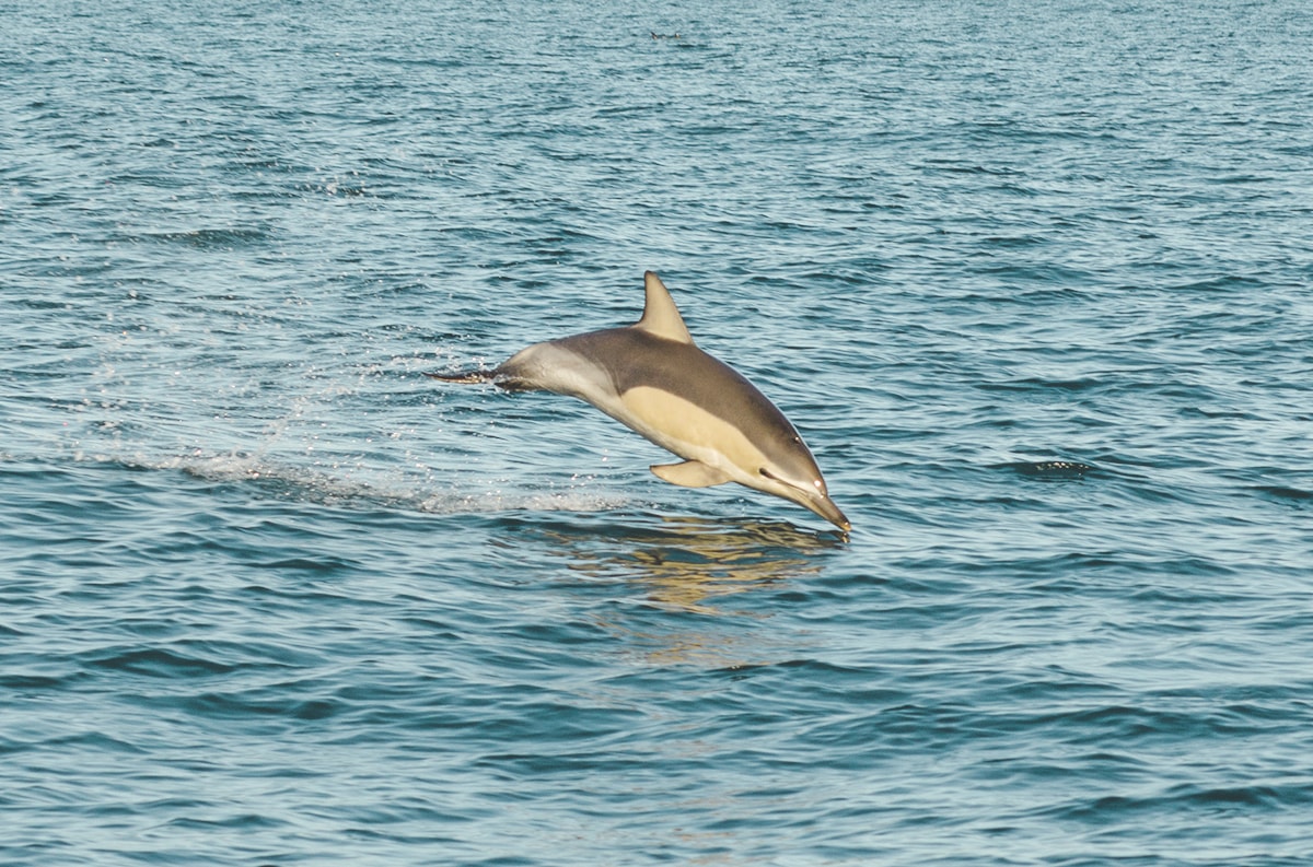 Explore White Island, New Zealand | New Zealand's Most Active Volcano | Whakatane | North Island | Backpack New Zealand | Travel | Backpacking | Surlphur | Geothermal | Amazing landscapes | Photography | Backpackers Wanderlust |
