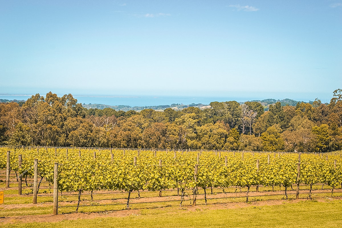 Mornington Peninsula, Victoria – A Day Trip From Melbourne 8 A Day Trip To The Mornington Peninsula From Melbourne, Australia | Animal Sanctuary | Mt Martha Beach | Melbourne Beach | Beautiful photos | travel blog | Day Trip from Melbourne | Australia Day trips | Australia beaches | Koala | Backpackers Wanderlust |