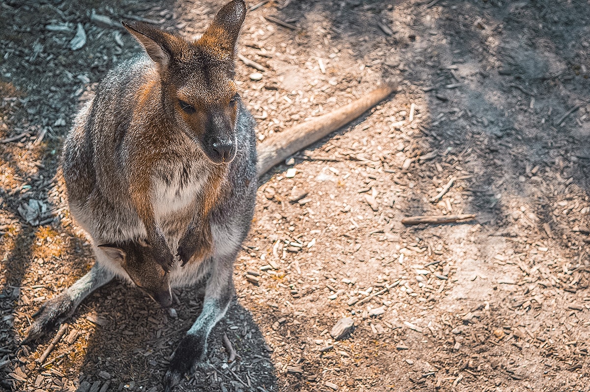 A Day Trip To The Mornington Peninsula From Melbourne, Australia | Animal Sanctuary | Mt Martha Beach | Melbourne Beach | Beautiful photos | travel blog | Day Trip from Melbourne | Australia Day trips | Australia beaches | Koala | Backpackers Wanderlust |