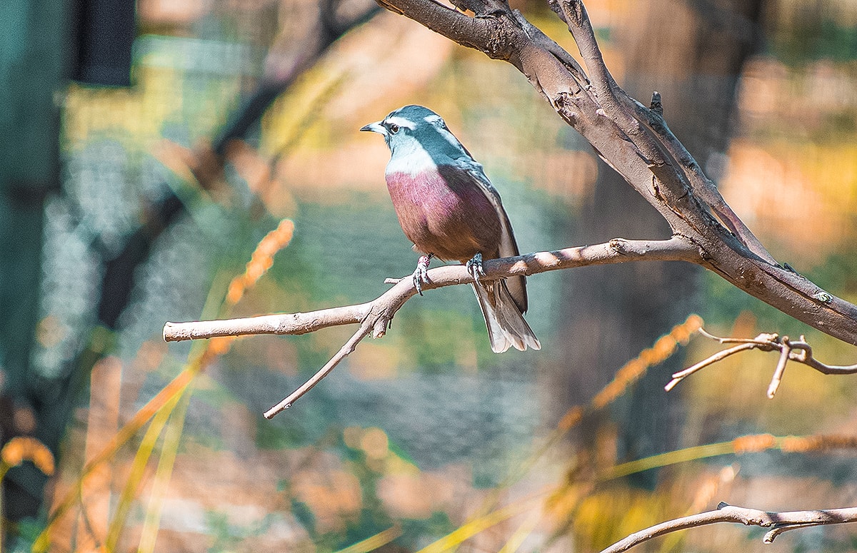 Mornington Peninsula, Victoria – A Day Trip From Melbourne 14 A Day Trip To The Mornington Peninsula From Melbourne, Australia | Animal Sanctuary | Mt Martha Beach | Melbourne Beach | Beautiful photos | travel blog | Day Trip from Melbourne | Australia Day trips | Australia beaches | Koala | Backpackers Wanderlust |