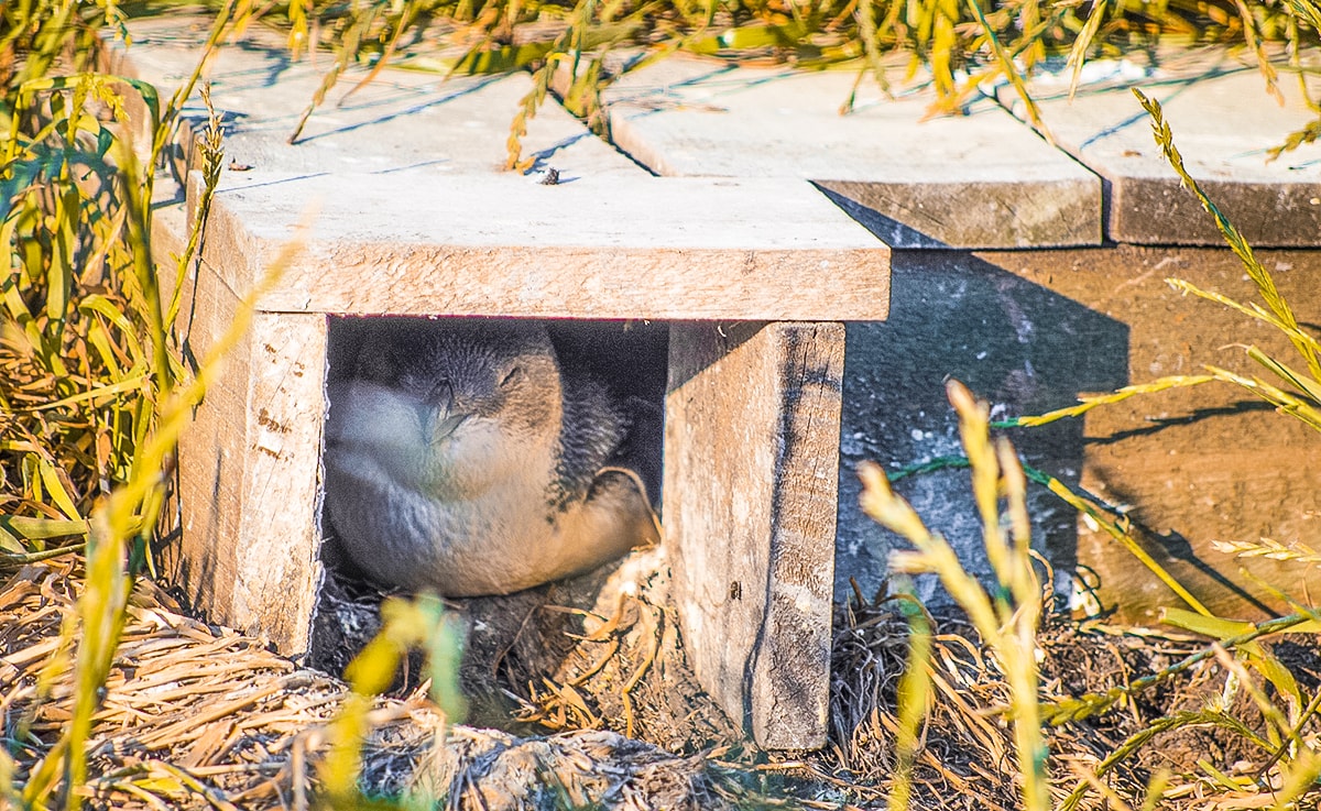 A Day Trip To Phillip Island in Melbourne, Australia | What to do in Phillip Island | Where to eat | Day trip from Melbourne | Backpack Melbourne | Travel Australia | Penguin parade | Penguin |Australia beaches | Melbourne tours | Backpackers Wanderlust |