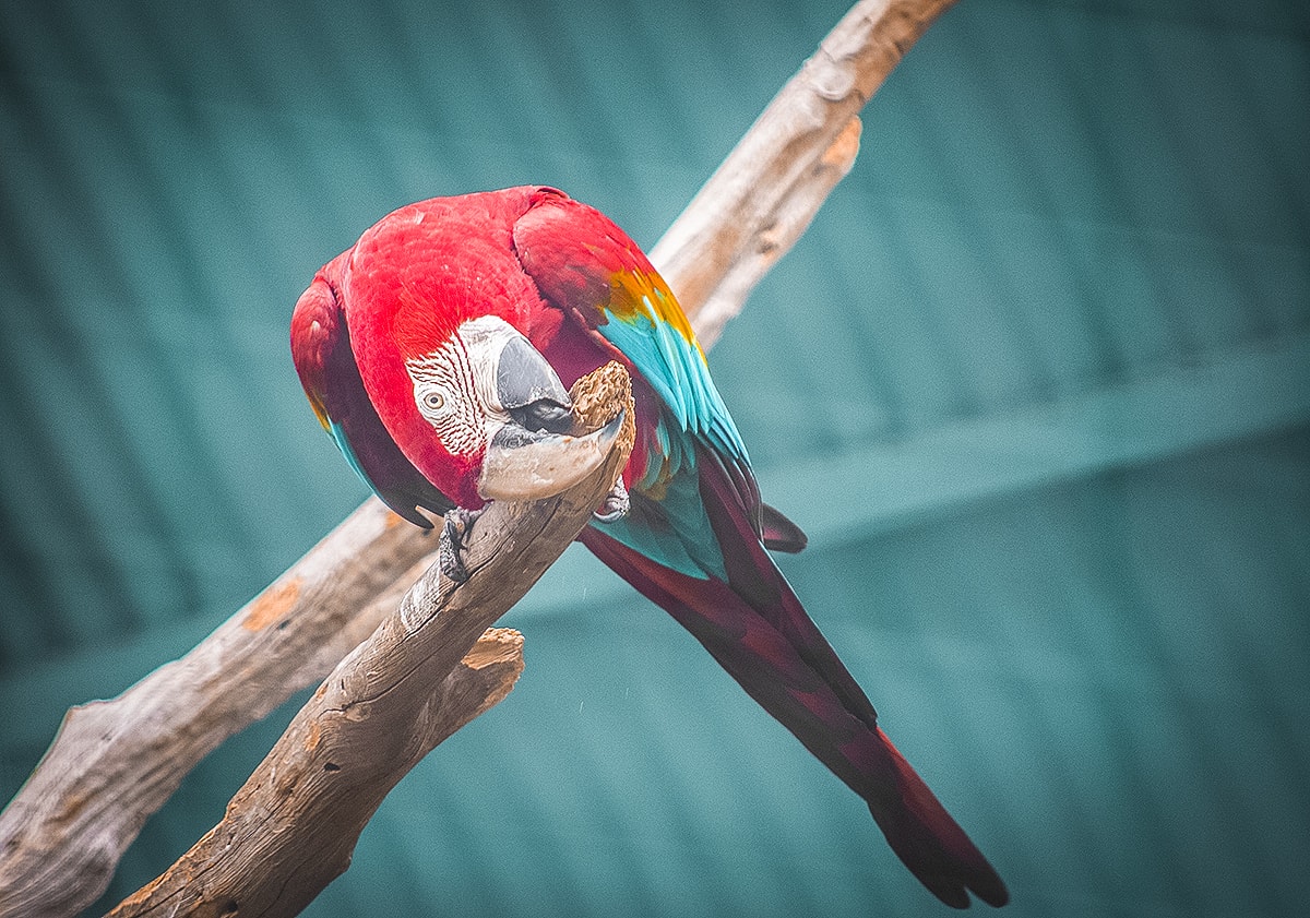 A Day Exploring Melbourne Zoo | Australia's native animals| Backpacking Australia | Traveling Melbourne| What to do Melbourne | Koalas | How to get to Melbourne Zoo | Backpackers Wanderlust