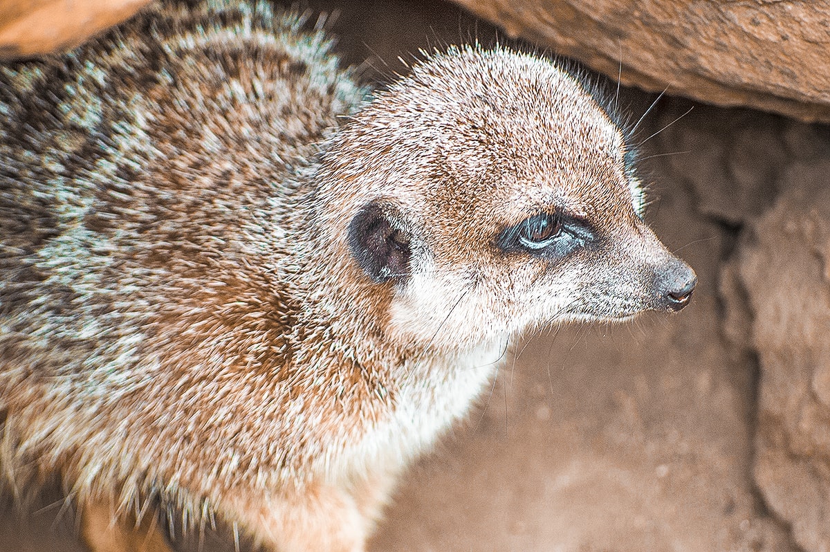 A Day Exploring Melbourne Zoo | Australia's native animals| Backpacking Australia | Traveling Melbourne| What to do Melbourne | Koalas | How to get to Melbourne Zoo | Backpackers Wanderlust