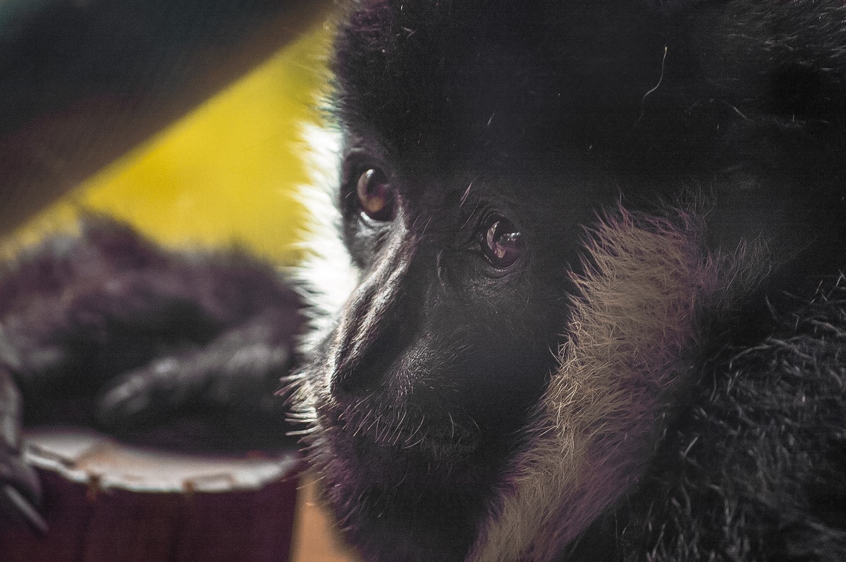 A Day Exploring Melbourne Zoo | Australia's native animals| Backpacking Australia | Traveling Melbourne| What to do Melbourne | Koalas | How to get to Melbourne Zoo | Backpackers Wanderlust