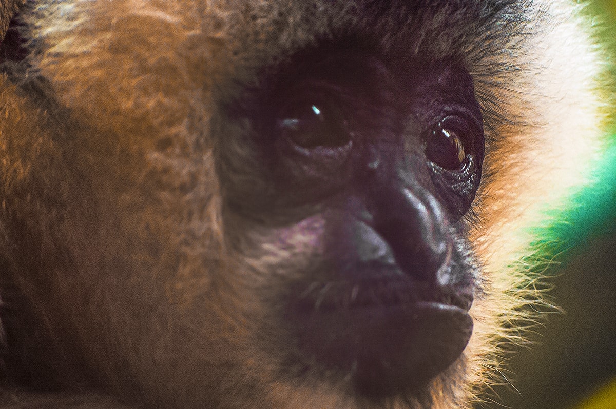 A Day Exploring Melbourne Zoo | Australia's native animals| Backpacking Australia | Traveling Melbourne| What to do Melbourne | Koalas | How to get to Melbourne Zoo | Backpackers Wanderlust