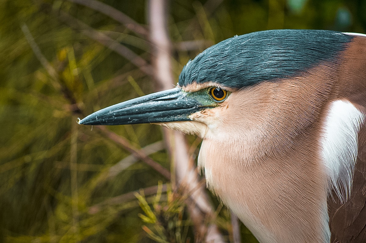 A Day Exploring Melbourne Zoo | Australia's native animals| Backpacking Australia | Traveling Melbourne| What to do Melbourne | Koalas | How to get to Melbourne Zoo | Backpackers Wanderlust
