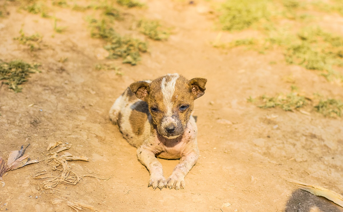 Day Tour Mandalay Myanmar Including Visiting U Bein Bridge, Inwa Town, A Monestary, A Beautiful Sunset And Many More | What to do in Mandalay | Best things to do in Mandalay | Mandalay photography | Travel blog Mandalay | Backpackers Wanderlust |