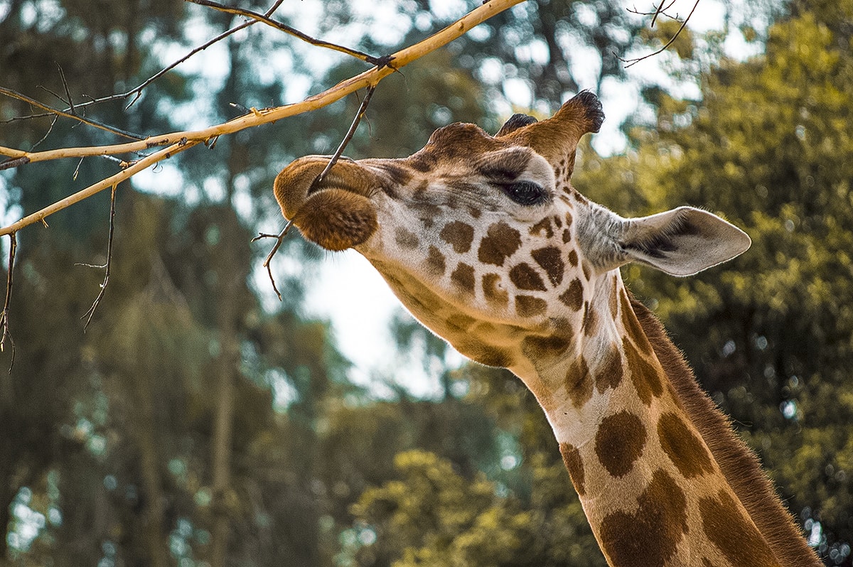 A Day Exploring Melbourne Zoo | Australia's native animals| Backpacking Australia | Traveling Melbourne| What to do Melbourne | Koalas | How to get to Melbourne Zoo | Backpackers Wanderlust