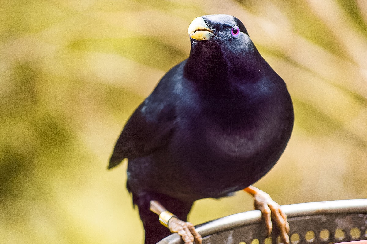 A Day Exploring Melbourne Zoo | Australia's native animals| Backpacking Australia | Traveling Melbourne| What to do Melbourne | Koalas | How to get to Melbourne Zoo | Backpackers Wanderlust