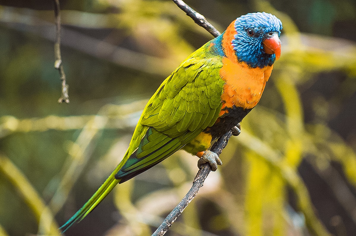 A Day Exploring Melbourne Zoo | Australia's native animals| Backpacking Australia | Traveling Melbourne| What to do Melbourne | Koalas | How to get to Melbourne Zoo | Backpackers Wanderlust