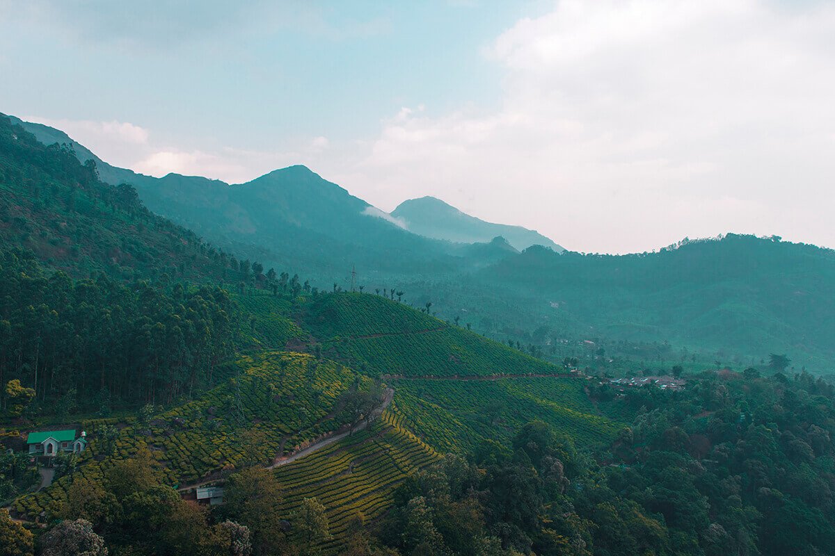view over the tea plantations from the blanket hotel