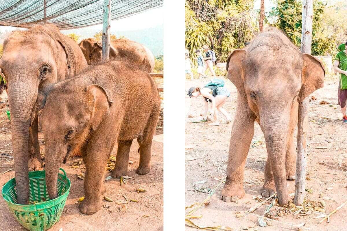feeding the baby elephants at elephant freedom project