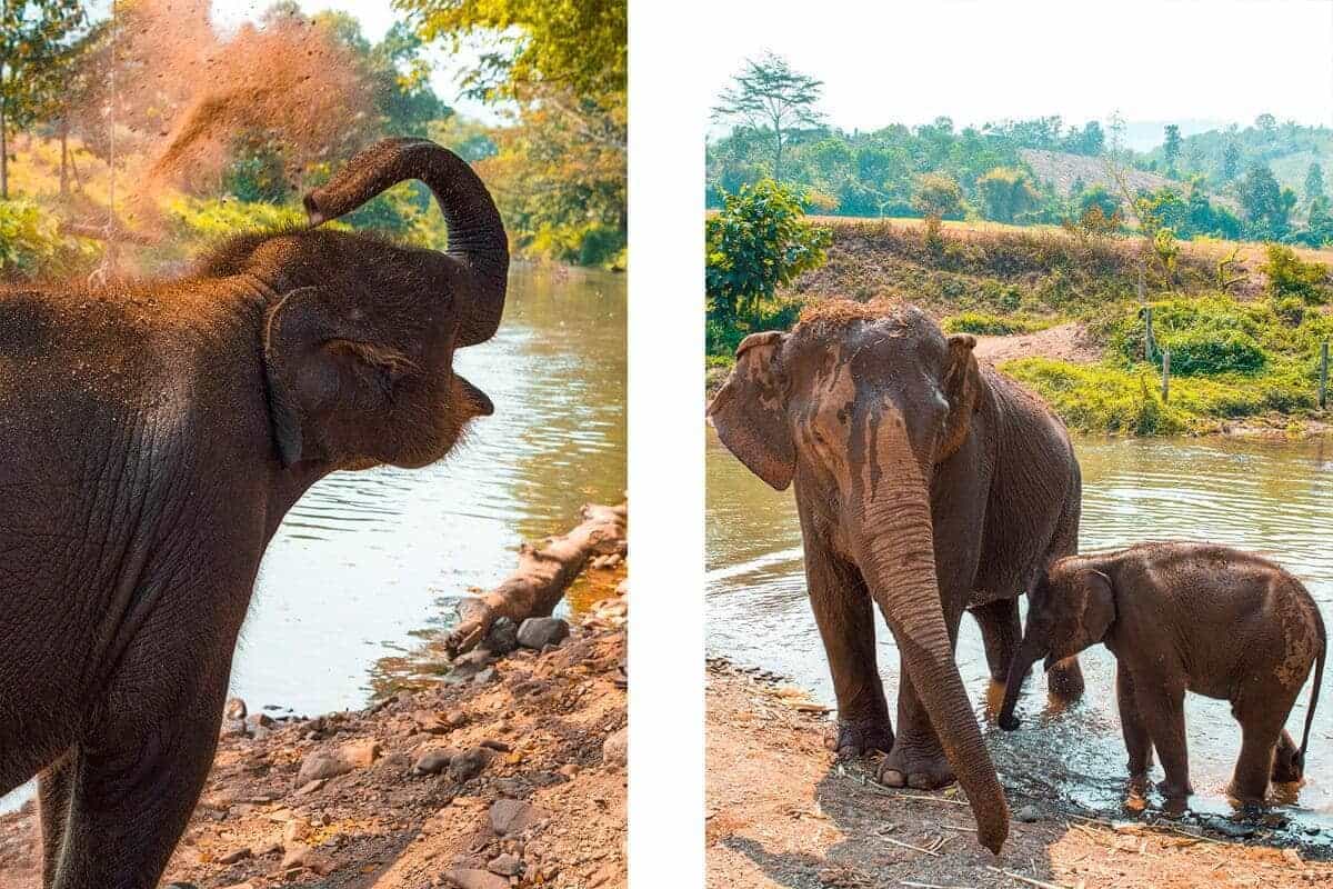 spraying dirt and water from elephant trunk