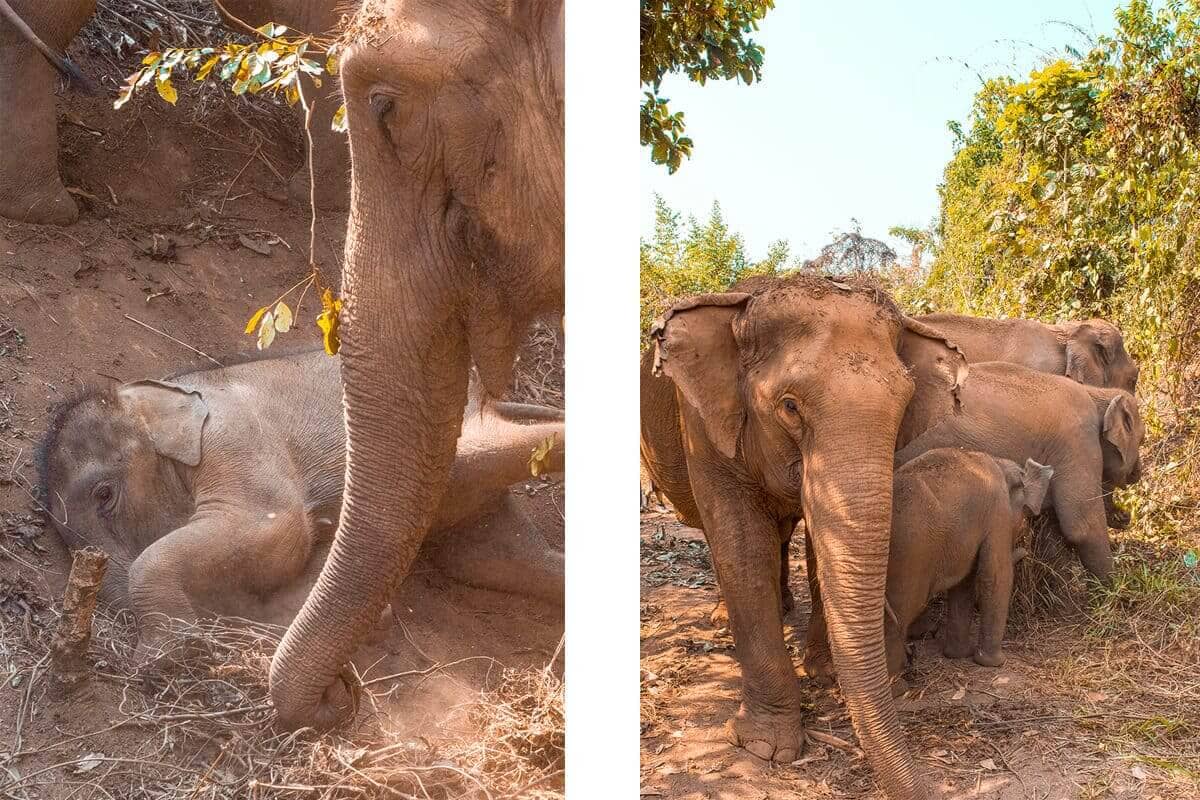elephants rolling in the dirt having dirt bath