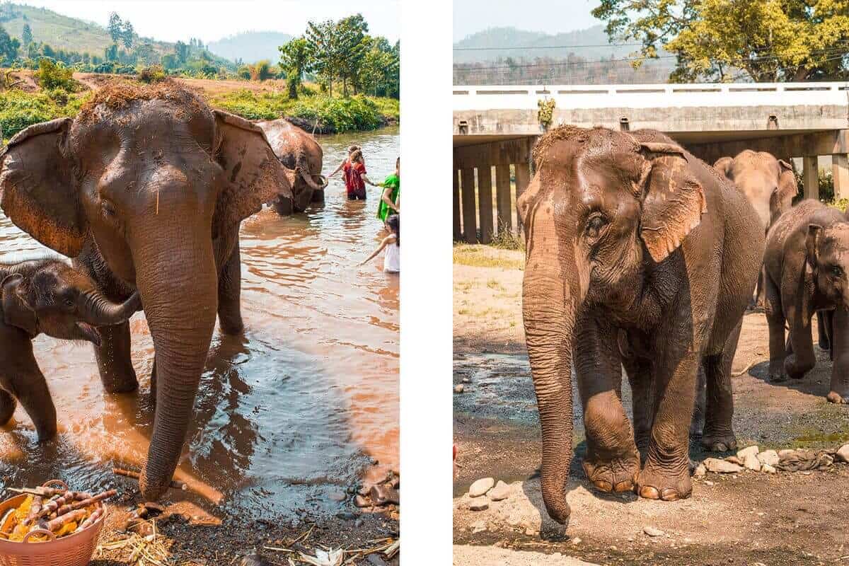 elephants playing in local river at the elephant freedom project