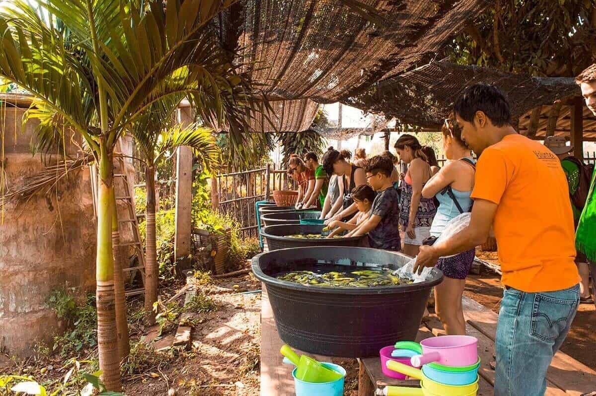 preparing the bananas and sugar cane for the elephants by washing