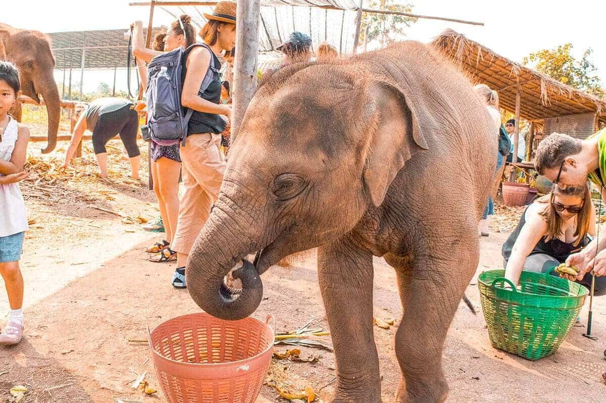 feeding elephants bananas and sugar cane on elephant freedom project