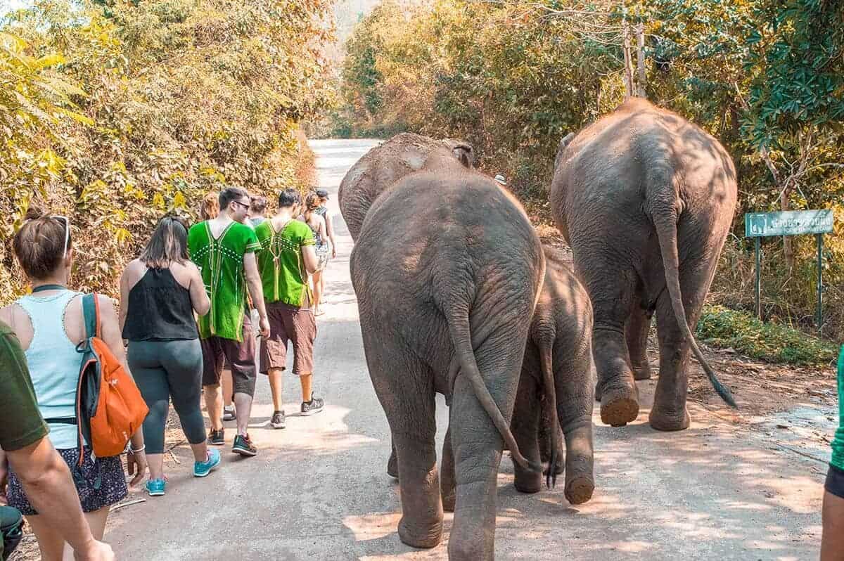 walking down the road next to elephants at elephant freedom project in chiang mai