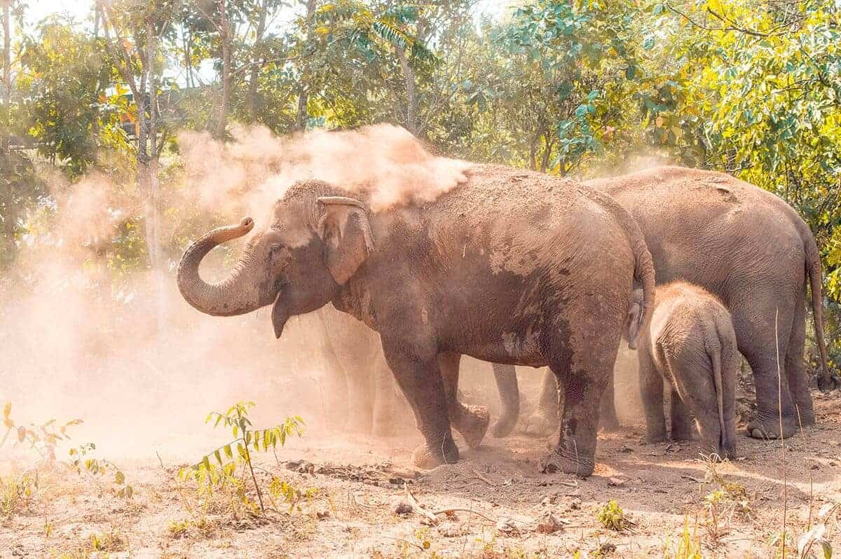 playing in a dust bath for elephants and elephant nature park on the elephant freedom project