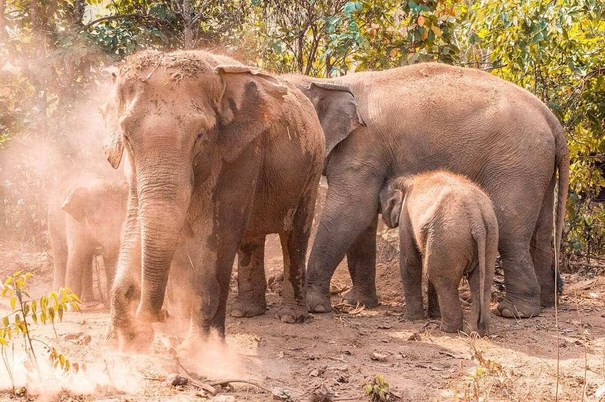walking with elephants in chiang mai