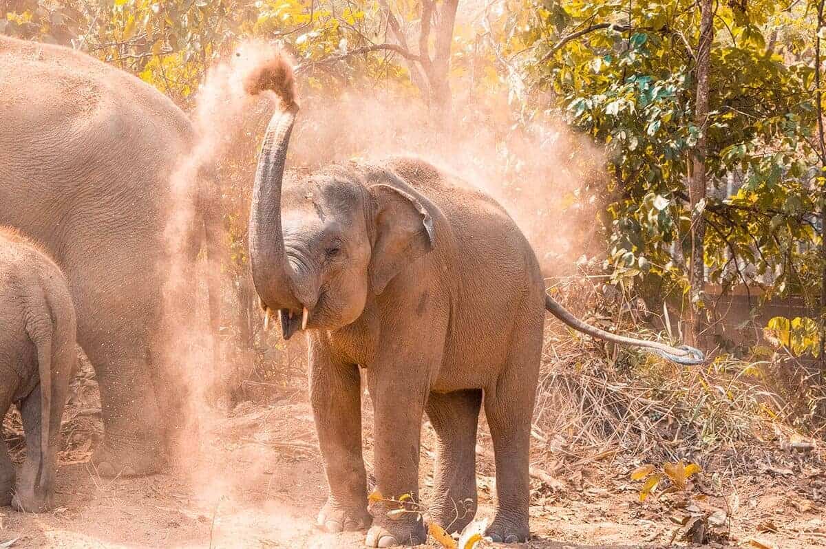 dirt bath for elephants at elephant freedom project